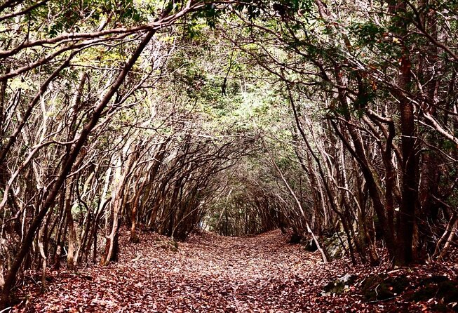 Explore Mt. Fuji Ice Cave in Aokigahara Forest - Key things to know before you go