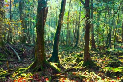 Explore Mt. Fuji Ice Cave in Aokigahara Forest - Your 3-hour day, timed so you actually enjoy each part