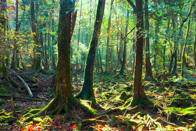 Explore Mt. Fuji Ice Cave in Aokigahara Forest - Your 3-hour day, timed so you actually enjoy each part