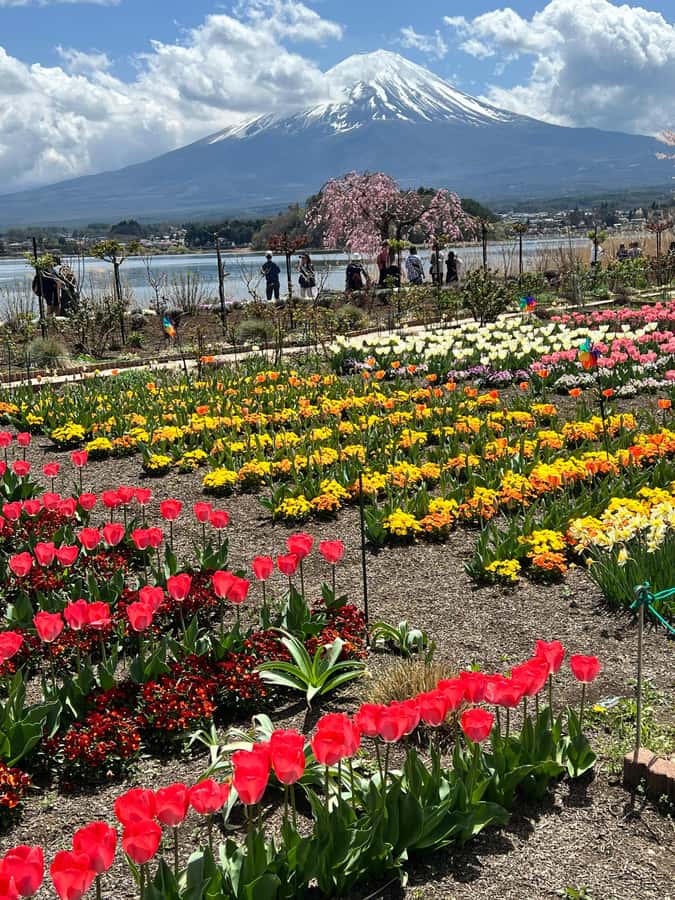 From Tokyo: Mount Fuji and Hakone Private Day Trip - Fujiyoshida and lake-area classics: Chureito Pagoda and Fuji shrines