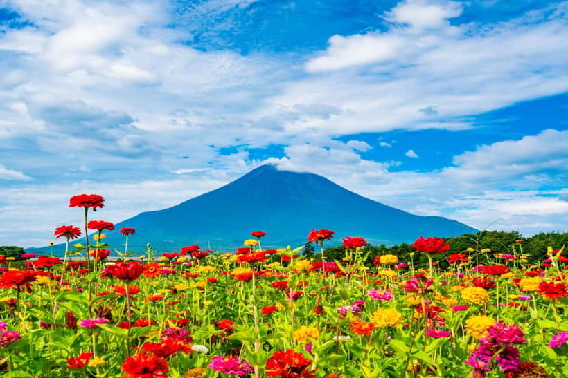 From Tokyo: Must-Visit Mount Fuji Highlight Full-Day Tour - Obuchi Sasaba Tea Fields: When Fuji Meets Green Slopes