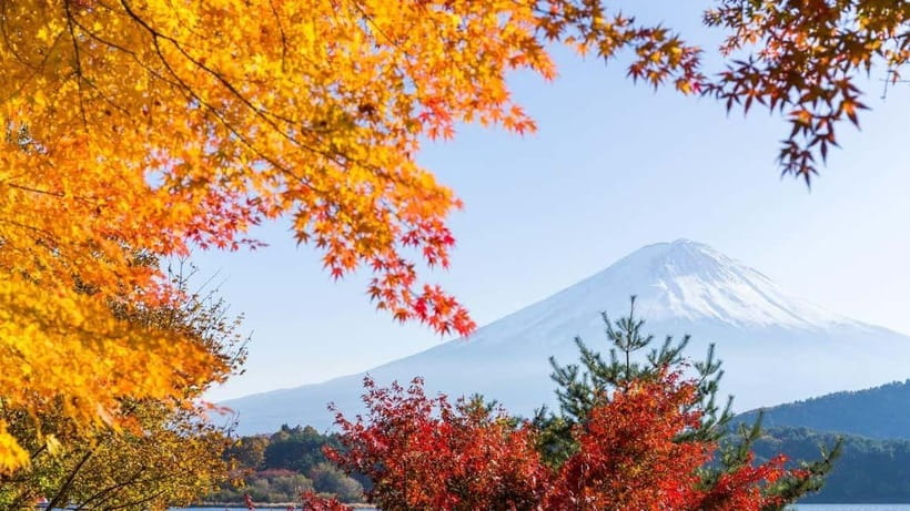 From Tokyo: Private Mt. Fuji and Hakone Tour by Car - Drivers Make or Break It: What the Best Days Have in Common