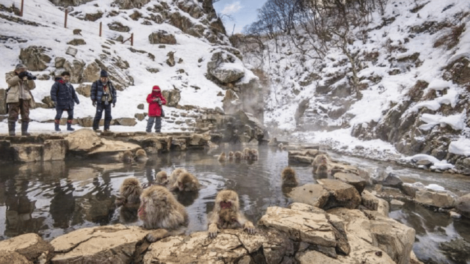 From Tokyo: Private Tour Snow Monkey Park & Zenko-ji Temple - Key things to know before you go