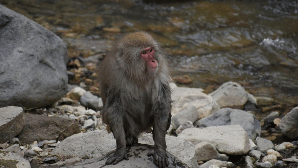 From Tokyo: Private Tour Snow Monkey Park & Zenko-ji Temple - The Guides: Why Personal Service Shows Up in Reviews