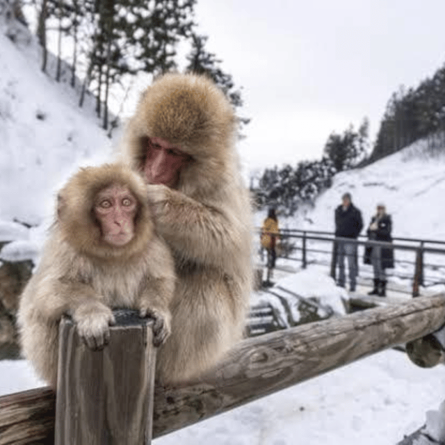From Tokyo: Private Tour Snow Monkey Park & Zenko-ji Temple - Jigokudani Snow Monkey Park: The Hot-Pool Moment You Came For