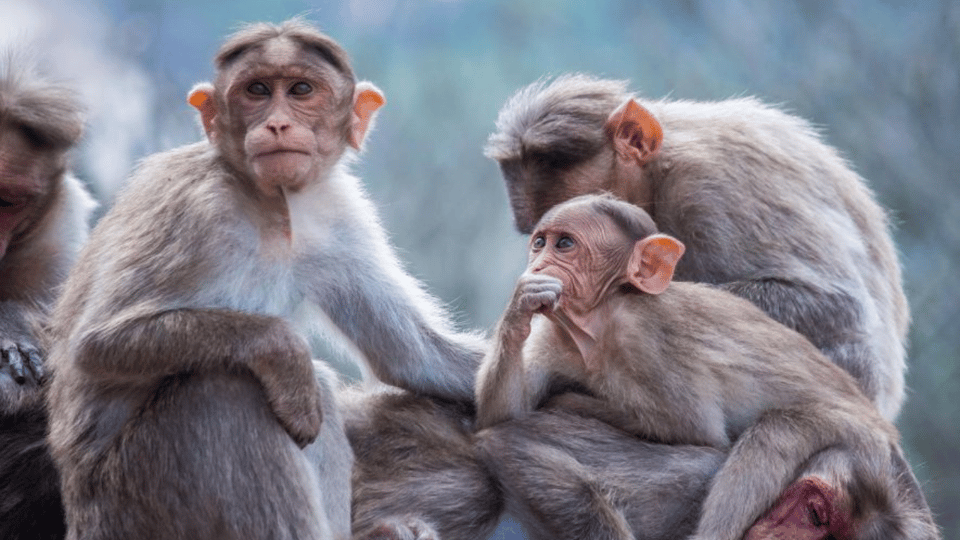 From Tokyo: Private Tour Snow Monkey Park & Zenko-ji Temple - Pickup, Drop-Off, and the 10-Hour Reality Check