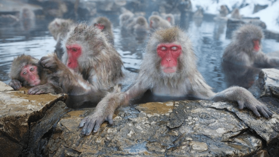From Tokyo: Private Tour Snow Monkey Park & Zenko-ji Temple - Zenko-ji Temple: A Calm Start Before the Cold Fun