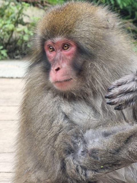 From Tokyo: Snow Monkey Private Customize Day Tour - How the Snow Monkey Private Day Tour really feels