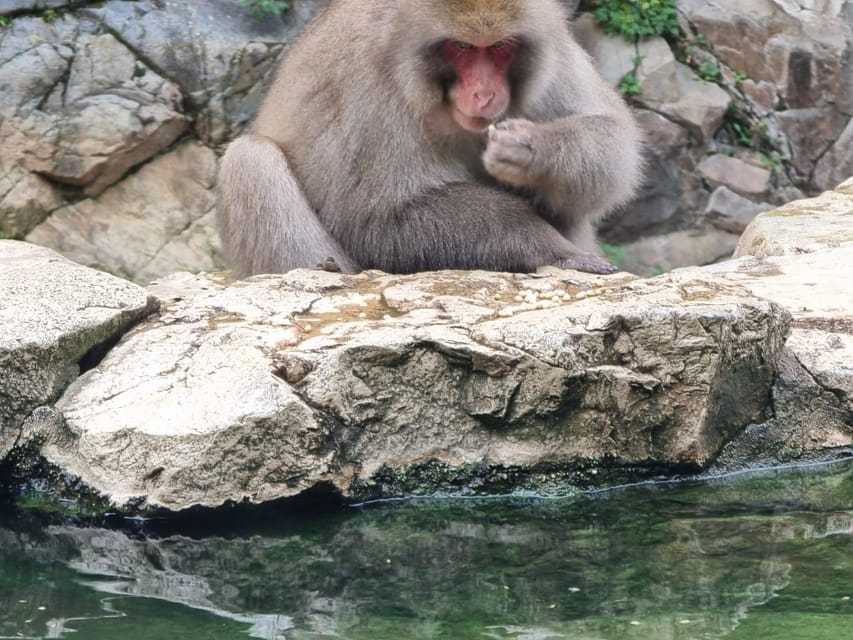 From Tokyo: Snow Monkey Private Customize Day Tour - Door-to-door comfort: van, timing, and what’s included