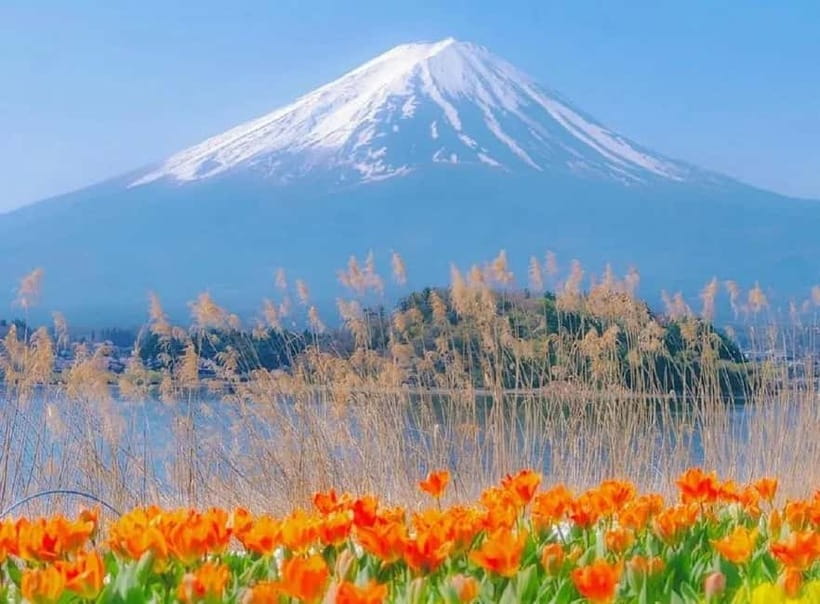 Mt Fuji Top 5 Spots Day Tour: Arakurayama Park,Oshino Hakkai - Tokyo Pickups and the Night-Before Details You Should Not Ignore