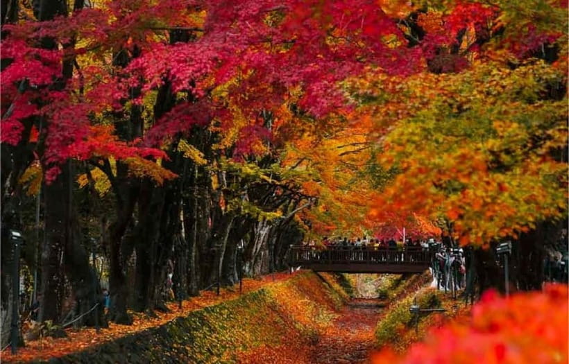 Mt Fuji Top 5 Spots Day Tour: Arakurayama Park,Oshino Hakkai - Oishi Park and the Seasonal Color Wheel: Lavender, Kocho, or Sakura Timing