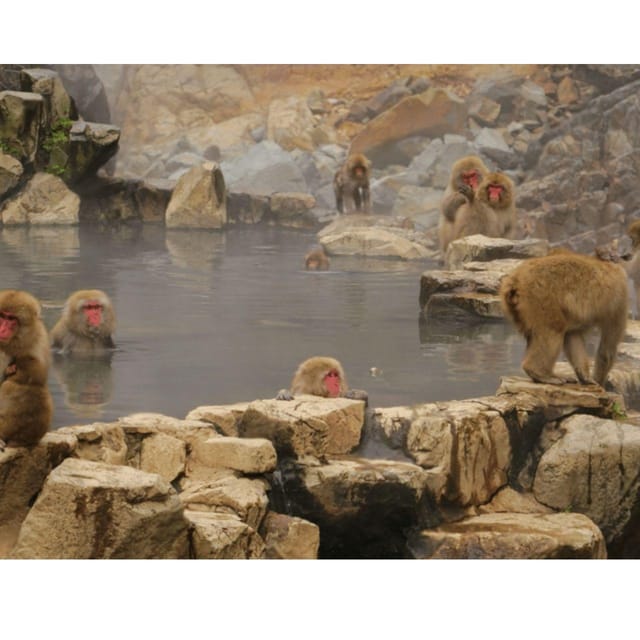 Nagano Tokyo: Snow Monkey Private Day Tour Hotel Pick & Drop - Key things to know before you go