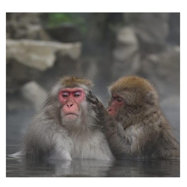 Nagano Tokyo: Snow Monkey Private Day Tour Hotel Pick & Drop - Price and what $455 per group really buys you