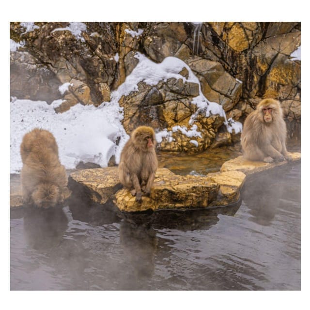 Nagano Tokyo: Snow Monkey Private Day Tour Hotel Pick & Drop - Private pickup in a Toyota Prado: comfort that matters on a long day