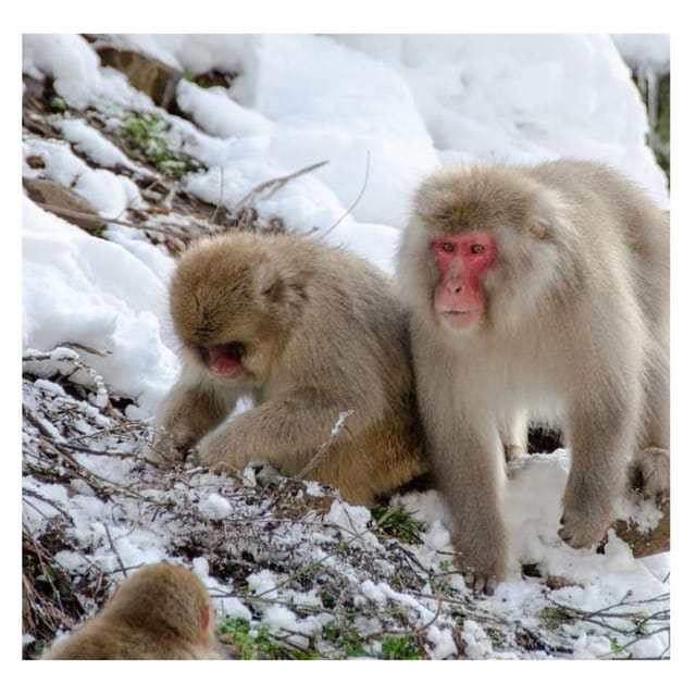 Nagano Tokyo: Snow Monkey Private Day Tour Hotel Pick & Drop - Zenko-ji Temple: a powerful start that sets the tone