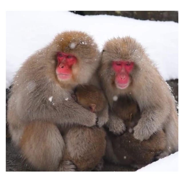 Nagano Tokyo: Snow Monkey Private Day Tour Hotel Pick & Drop - The Jigokudani Monkey Park hot-spring moment