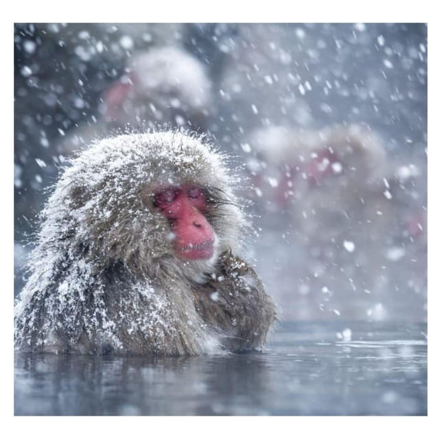 Nagano Tokyo: Snow Monkey Private Day Tour Hotel Pick & Drop - Mountain shrine time and quiet forest pauses