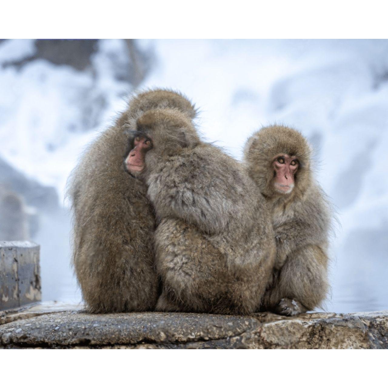 Nagano Tokyo: Snow Monkey Private Day Tour Hotel Pick & Drop - Matsushiro Castle ruins: samurai history with an easy pace