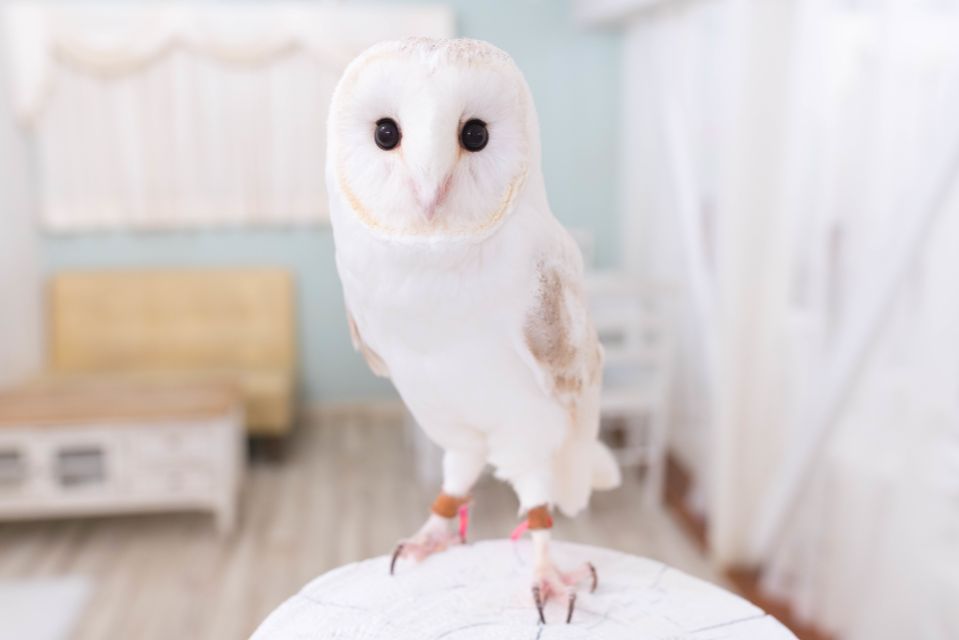 Owl Cafe Tokyo Akiba Fukurou - Key Highlights to Know Before You Go