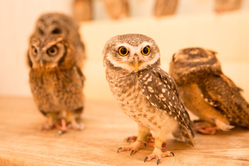 Owl Cafe Tokyo Akiba Fukurou - After the Owls: The Nearby Shop Time
