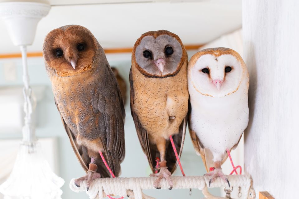 Owl Cafe Tokyo Akiba Fukurou - Owl Café Tokyo Akiba Fukurou: What This Experience Really Feels Like