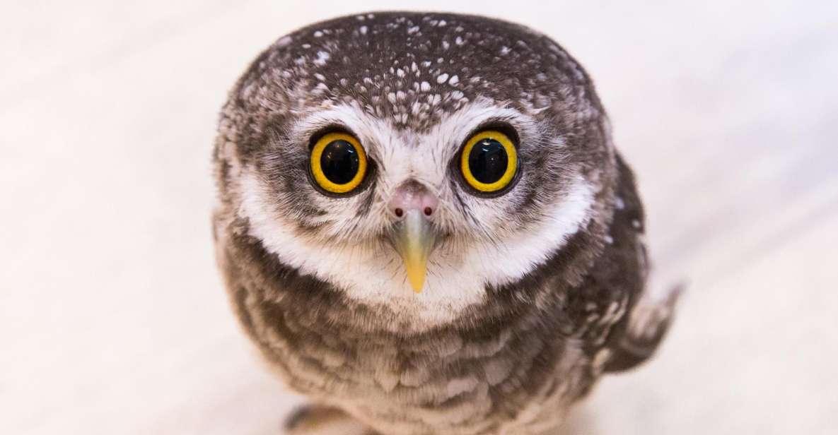 Owl Cafe Tokyo Akiba Fukurou - Your 50-Minute Owl Slot: How the Session Moves