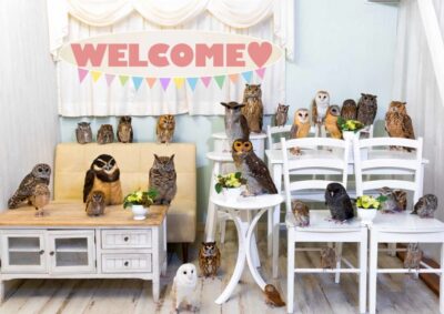 Owl Cafe Tokyo Akiba Fukurou - Finding the Meeting Point Fast in Akihabara