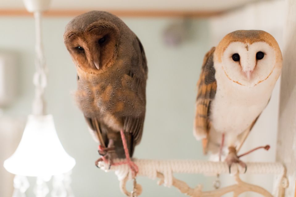 Owl Cafe Tokyo Akiba Fukurou - Touch Rules and Hand Disinfection (Don’t Skip This Part)