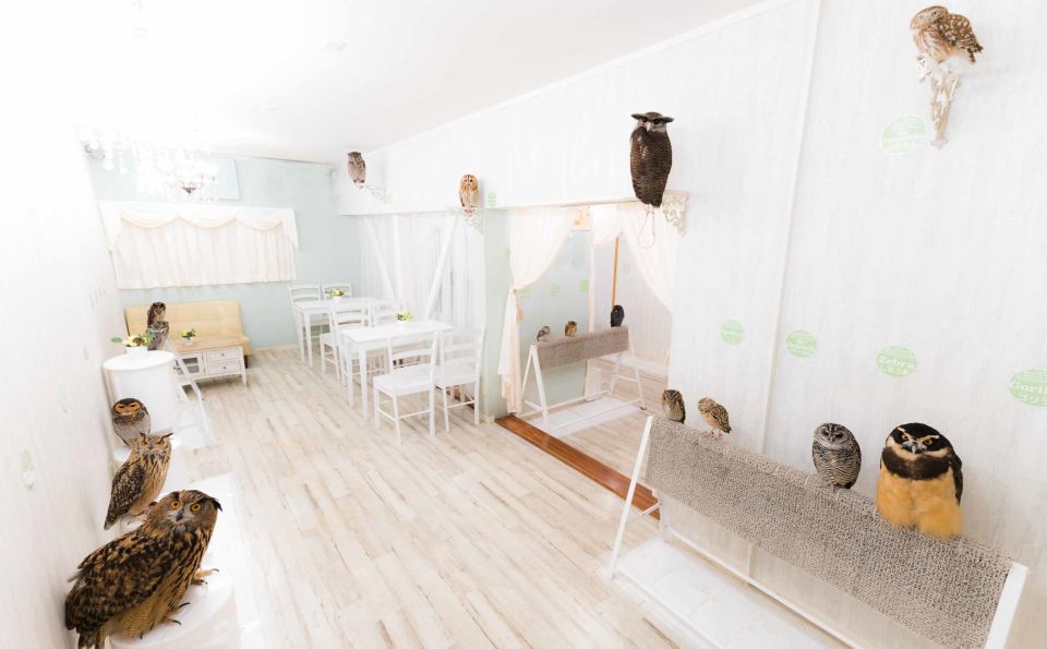 Owl Cafe Tokyo Akiba Fukurou - Holding Owls and Photo Time in the Quiet Room