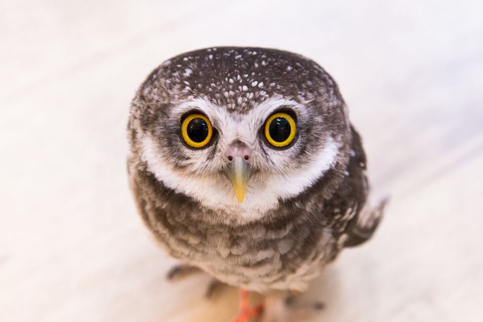 Owl Cafe Tokyo Akiba Fukurou - Price and Value: Is $35 Worth It?
