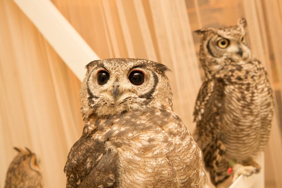 Owl Cafe Tokyo Akiba Fukurou - Who This Owl Experience Fits Best