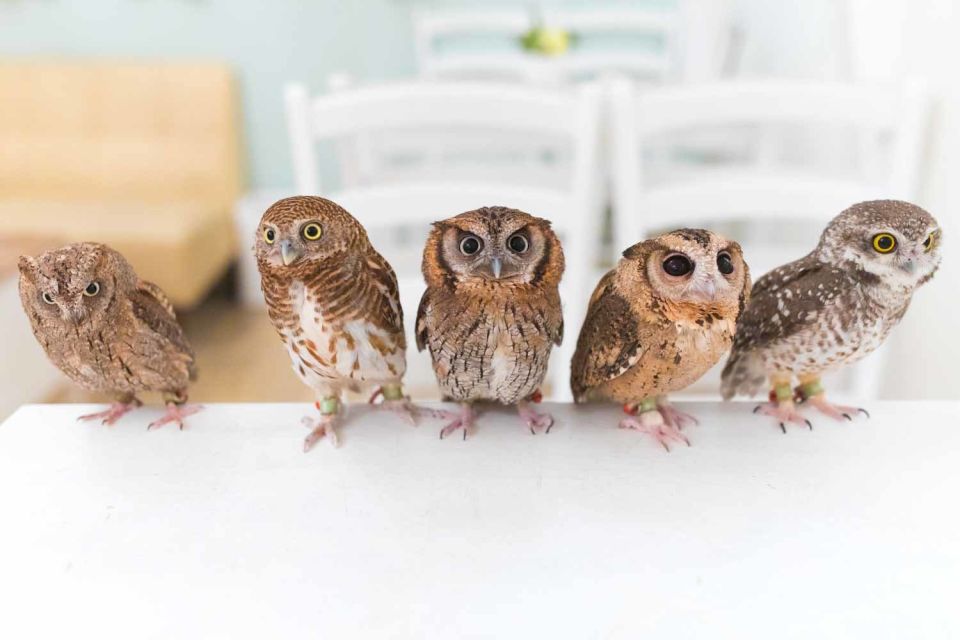 Owl Cafe Tokyo Akiba Fukurou - Practical Etiquette That Makes the Experience Better