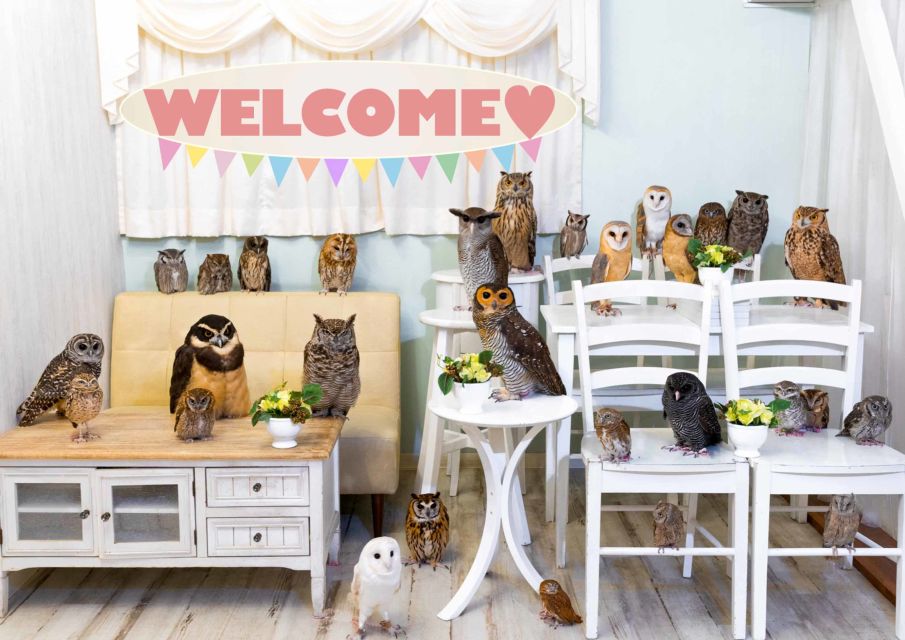 Owl Cafe Tokyo Akiba Fukurou - Finding the Meeting Point Fast in Akihabara