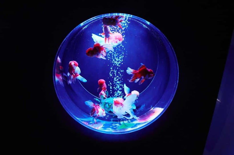 Tokyo: Art Aquarium Museum GINZA Entry Ticket - Ginza Mitsukoshi Check-In: Easy to Find and Easy to Exit
