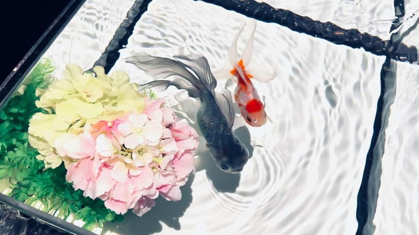Tokyo: Art Aquarium Museum GINZA Entry Ticket - Photography Rules and Real-Life Tips: How to Get Great Shots
