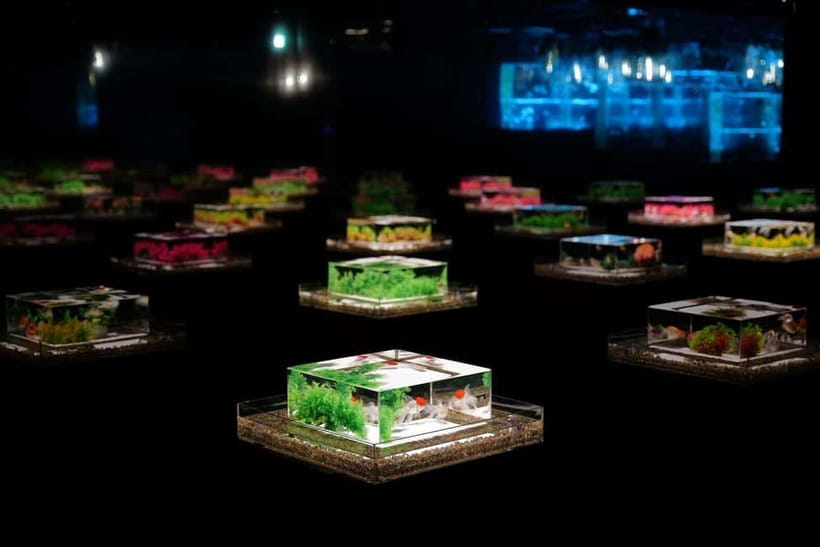 Tokyo: Art Aquarium Museum GINZA Entry Ticket - What the Experience Feels Like: Light, Music, and Scent