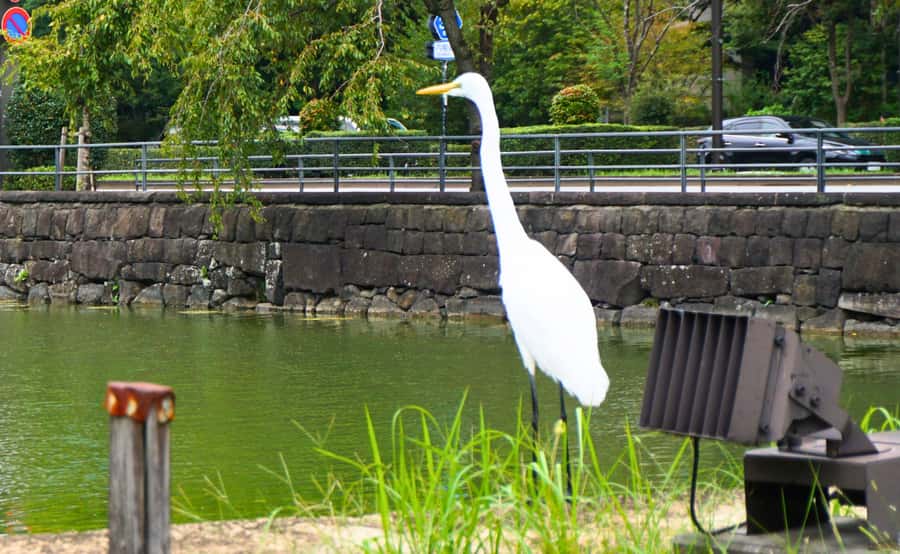 Tokyo: Imperial Palace, the history of Japan (ENGLISH GUIDE) - Trees From Different Prefectures: How the Whole Country Shows Up