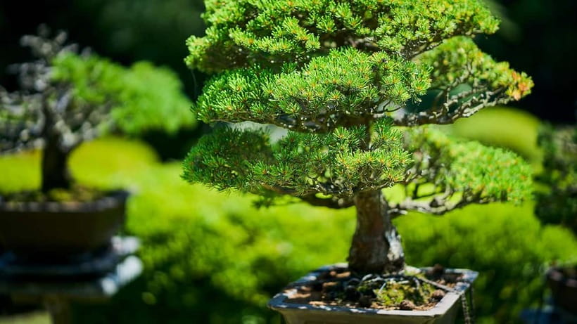 Tokyo: Meiji Shrine Walking Tour — Shinto & Imperial System - Price and value: why $23 can make sense for an English guide