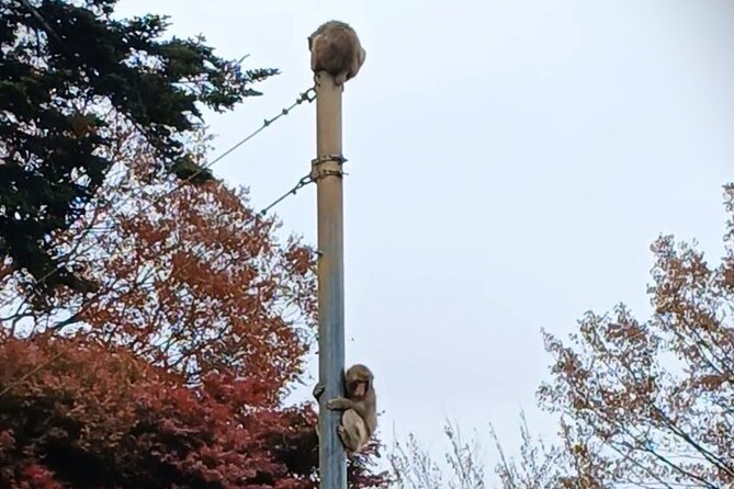 Tokyo: Mt Takao Tour with Ramen and Tattoo-Okay Hot Spring - The Summit View Slot: Fuji on Clear Days