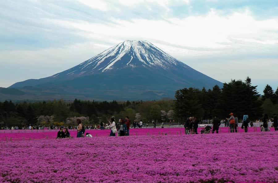 Tokyo: Private Mount Fuji Tour with Pickup and Drop-Off - Private pickup in an air-conditioned Tokyo van
