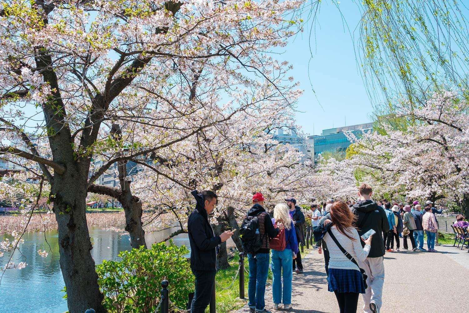 Tokyo: Private Walking Tour with a Local Guide - Meiji Shrine: A Breathing Space in the Middle of the Noise