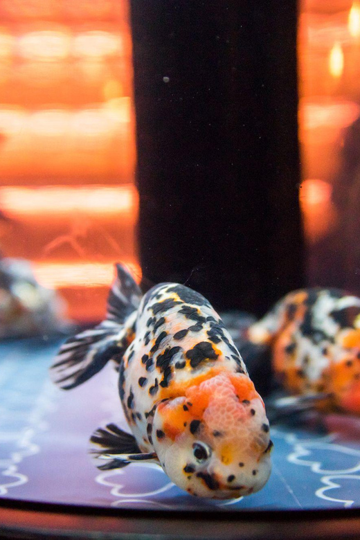 Tokyo: Sumida Aquarium Entry Ticket - Cafe Breaks: A Calm Pause That Fits the Atmosphere