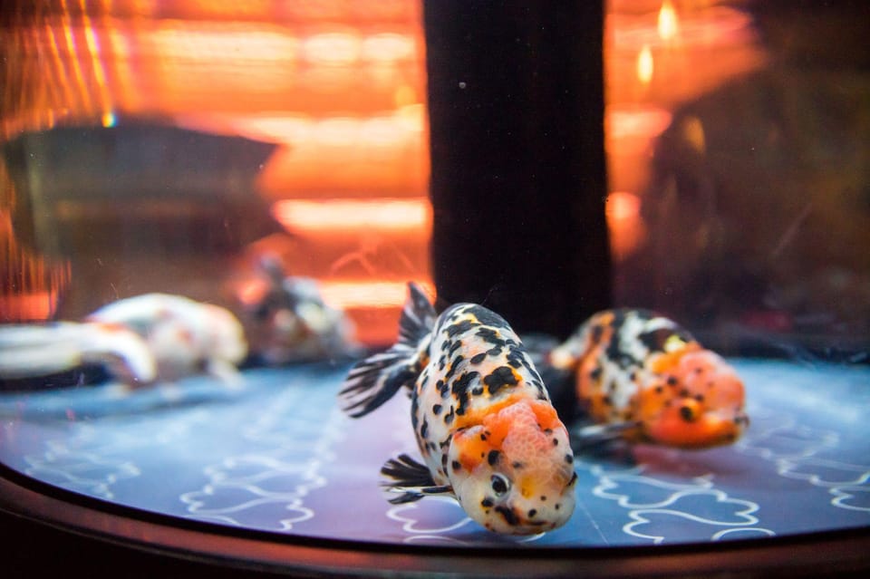 Tokyo: Sumida Aquarium Entry Ticket - Ticket Value: Is $17 a Smart Use of a Day?