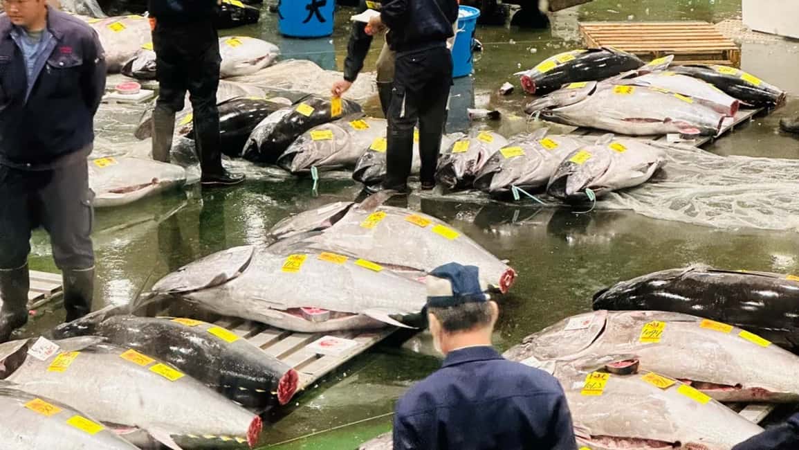 Tokyo: Toyosu Tuna Auction &Tsukiji Market Gourmet Adventure - Key Things That Make This Morning Special
