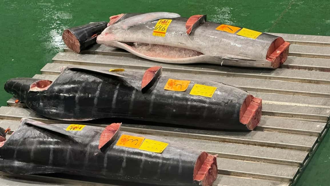 Tokyo: Toyosu Tuna Auction &Tsukiji Market Gourmet Adventure - Tuna Auction Time Starts at 5:00 AM for a Reason