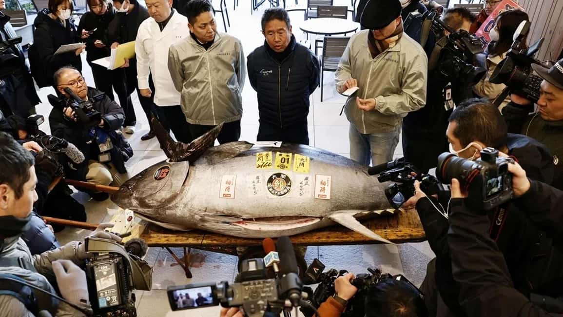 Tokyo: Toyosu Tuna Auction &Tsukiji Market Gourmet Adventure - Toyosu Breakfast: Seafood Morning Food You Can Actually Understand