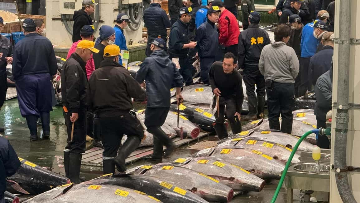 Tokyo: Toyosu Tuna Auction &Tsukiji Market Gourmet Adventure - Toyosu Market Exploration: Processing, Supply Chain, and How It All Feeds Tokyo