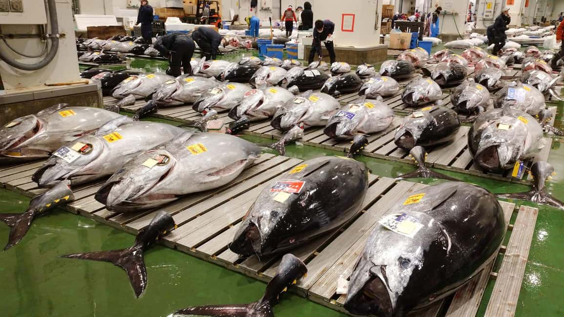 Tokyo: Toyosu Tuna Auction &Tsukiji Market Gourmet Adventure - Toyosu Market Auction: Reading Bluefin Grading and Live Signals
