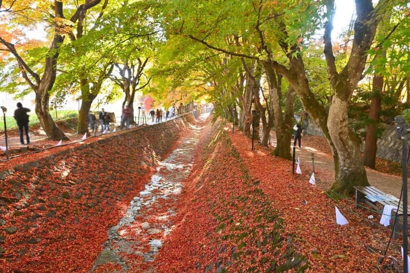 Tokyo:Mt.Fuji,Kawaguchiko Oishi Park,Arakurayama Sengen Park - Oishi Park and the 350-meter Flower Road: Fuji with color and space